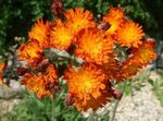 Photo Yellow hawkweed, Fox and Cubs, Orange Hawkweed, Devil's Paintbrush, Grim-the-Collier, Red Daisy description