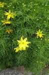 jaune les fleurs du jardin Tickseed, Coreopsis Photo