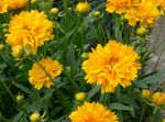желтый Садовые Цветы Кореопсис многолетний, Coreopsis Фото