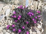 púrpura Flores de jardín Planta De Hielo Hardy, Delosperma Foto