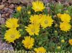 jaune les fleurs du jardin Fabrique De Glace Hardy, Delosperma Photo