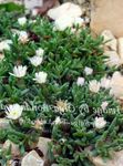 blanco Flores de jardín Planta De Hielo Hardy, Delosperma Foto