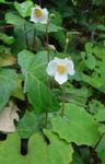 Nuotrauka Sniego Aguona, Kinų Bloodroot aprašymas