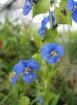 Fleur De Jour, Spiderwort, Les Veuves Des Larmes