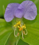 Photo Day Flower, Spiderwort, Widows Tears description