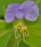 lila Flor Día, Spiderwort, Viudas Lágrimas, Commelina Foto