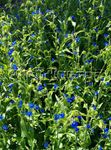 bleu Fleur De Jour, Spiderwort, Les Veuves Des Larmes, Commelina Photo