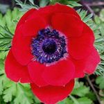 rosso I fiori da giardino Corona Windfower, Windflower Grecian, Papavero Anemone, Anemone coronaria foto