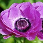 lilla I fiori da giardino Corona Windfower, Windflower Grecian, Papavero Anemone, Anemone coronaria foto