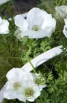 bianco I fiori da giardino Corona Windfower, Windflower Grecian, Papavero Anemone, Anemone coronaria foto