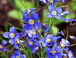 bleu ciel les fleurs du jardin Lin Bleu Fausse, Heliophila longifolia Photo