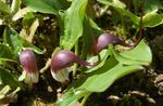 vinoso I fiori da giardino Impianto Topo, Pianta Mousetail, Arisarum proboscideum foto