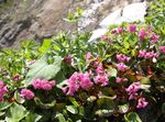 rózsaszín Kerti Virágok Schizocodon Soldanelloides fénykép