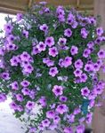 Photo Petunia Fortunia description