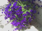 blue Garden Flowers Petunia Fortunia, Petunia x hybrida Fortunia Photo