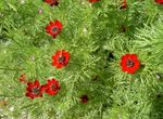 rot Gartenblumen Adonis, Adonis amurensis Foto