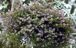 lilas les fleurs du jardin Bacopa (Sutera) Photo