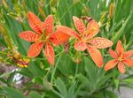 Photo Blackberry Lily, Leopard Lily description