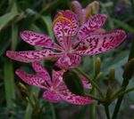 flieder Gartenblumen Brombeere Lilie, Lilie Leoparden, Belamcanda chinensis Foto