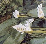 white Garden Flowers Water hawthorn, Aponogeton distachyos Photo