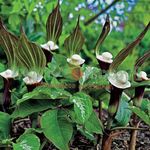 Photo Striped Cobra Lily, Chinese Jack-in-the-Pulpit description