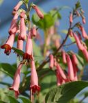 Cape Fuchsia