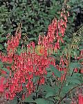 rot Gartenblumen Kap Fuchsia, Phygelius capensis Foto