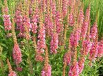 Purple Loosestrife, Wand Loosestrife