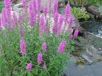 Foto Lilla Loosestrife, Võlukepp Loosestrife kirjeldus