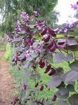 Ruby Glow Hyacinth Bean 