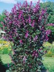 lilla I fiori da giardino Ruby Fagiolo Bagliore Giacinto, Dolichos lablab, Lablab purpureus foto