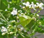 ホワイト 庭の花 バルーンつる、パフで愛、心の種, Cardiospermum halicacabum フォト