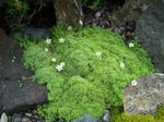 Sandwort