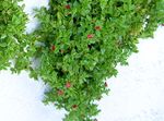rojo Flores de jardín Bebé Sunrose, Planta Heartleaf Hielo, Aptenia Foto