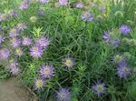 mynd Horned Rampion lýsing