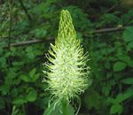 Photo Horned Rampion description