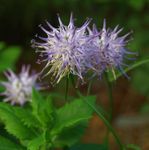 lila Tuin Bloemen Gehoornde Rampion, Phyteuma foto