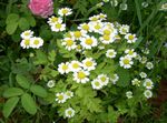 blanco Flores de jardín Tanacetum Parthenium, Matricaria parthenium (Tanacetum parthenium) Foto