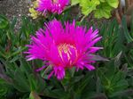 pink Garden Flowers Ice Plant, Mesembryanthemum crystallinum Photo