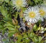 blanco Flores de jardín Planta De Hielo, Mesembryanthemum crystallinum Foto