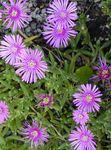 lilac Garden Flowers Ice Plant, Mesembryanthemum crystallinum Photo