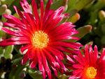 rojo Flores de jardín Planta De Hielo, Mesembryanthemum crystallinum Foto