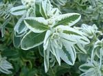 白 园林花卉 冰雪上的山, Euphorbia marginata 照