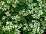 white Garden Flowers Snow-On-The-Mountain, Euphorbia marginata Photo