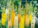 amarillo Flores de jardín Lirio De Cola De Zorra, Vela Desierto, Eremurus Foto