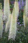 blanco Flores de jardín Lirio De Cola De Zorra, Vela Desierto, Eremurus Foto