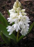 bianco I fiori da giardino Scilla Strisce, Cumulo Di Neve, Presto Stardrift, Puschkinia foto