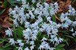 hellblau Gartenblumen Gestreiften Blaustern, Schneewehe, Frühe Stardrift, Puschkinia Foto