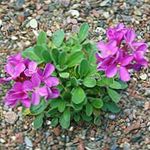 rosa I fiori da giardino Roccia Crescione, Arabis foto