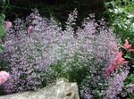 lilac Garden Flowers Lesser calamint, Calamintha Photo